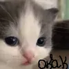 HeDonk666 avatar