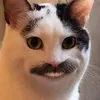 КОНСЕРВАТОР avatar
