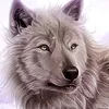 schuchardtkndi1 avatar