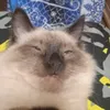 Пушистая шаурма avatar