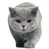 Paloma avatar