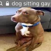 xanax avatar