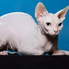 Sphynxas avatar