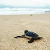 turt avatar