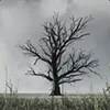BLACKWOOD avatar