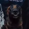 p1lantra avatar