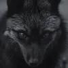 FoX Noir avatar
