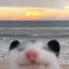 Nyiu avatar