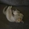 спайс avatar