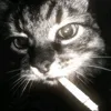 tucepitoedicetoe avatar
