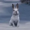 микропупсич avatar
