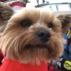 Carlander avatar
