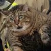 KiryaFT avatar