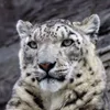 雪豹 我们上 avatar
