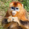 cumonrebyatkozlosvky avatar