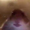 @HamsterHD9 avatar