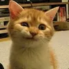 Klanggling avatar