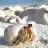 LurkinCrab avatar