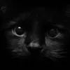 Ushawdia avatar