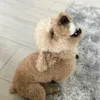 kowez avatar