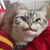 BARABULIK avatar