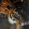 Albracca avatar