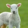 superlamb - stickers paper avatar