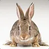 Бухой Кролик!:) avatar