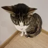 Miau avatar