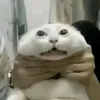 Wandei avatar
