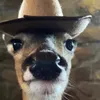 KrisSo avatar