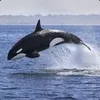 Orca von Mallorca avatar