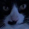 SANCZO88 avatar