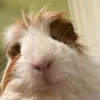 HAK943 avatar
