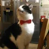 Lechat avatar