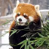 Hasukay avatar
