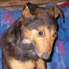 Meu Cachorro avatar