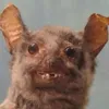 BanHoos avatar