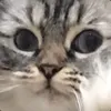rushrambo avatar