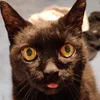 bawb avatar