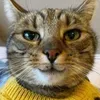 tdumps avatar
