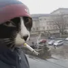 Zhmiktor avatar