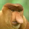 Monkey D. Nose avatar