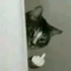 . avatar