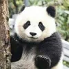 Jiggah avatar