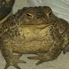 Жаба avatar