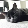 Ol Dirrty Bastard avatar