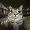 VXX avatar