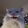 Kitty Snacks avatar