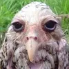 LÖ avatar